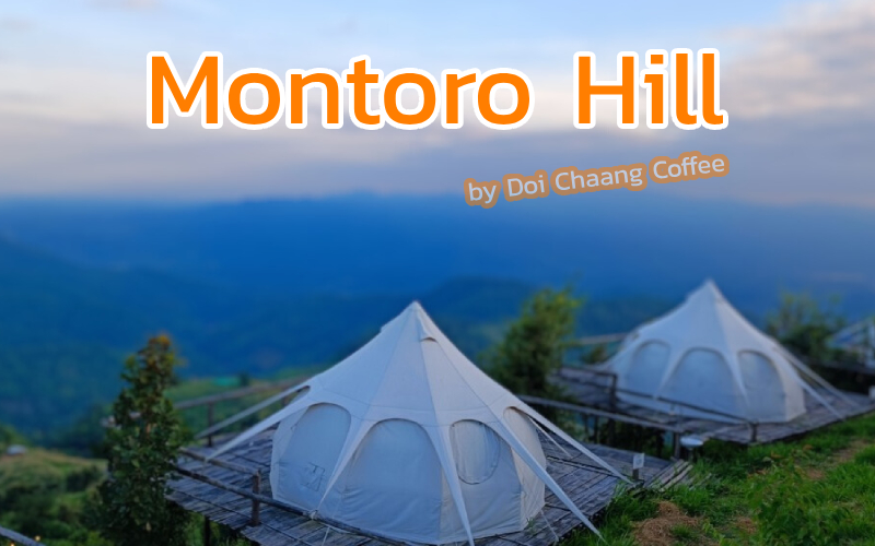Montoro Hill by Doi Chaang Coffee ที่พักแบบลานแคมป์ปิ้งวิว 360 องศา